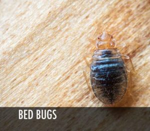 Bed Bug Exterminator