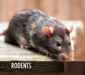 mouse exterminator